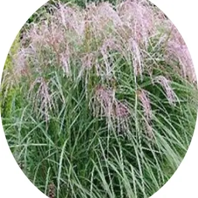 Miscanthus sin. 'Apache' ®...