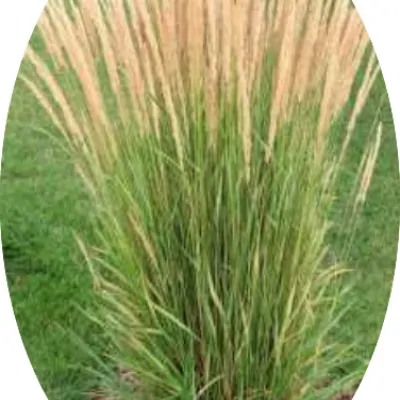 Calamagrostis cm. 150...