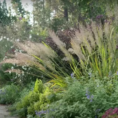 Calamagrostis arundinacea...