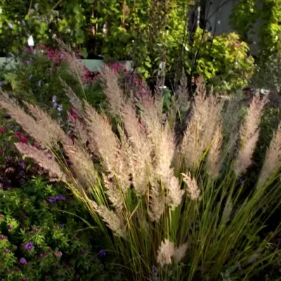 Calamagrostis arundinacea...