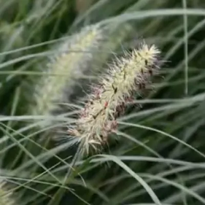 Pennisetum 'Little Bunny'...