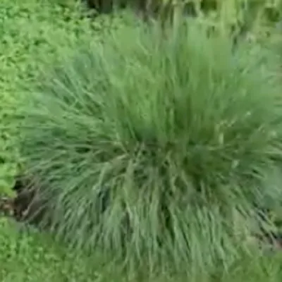 Pennisetum 'Little Bunny'...