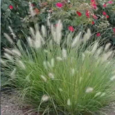 Pennisetum 'Little Bunny'...