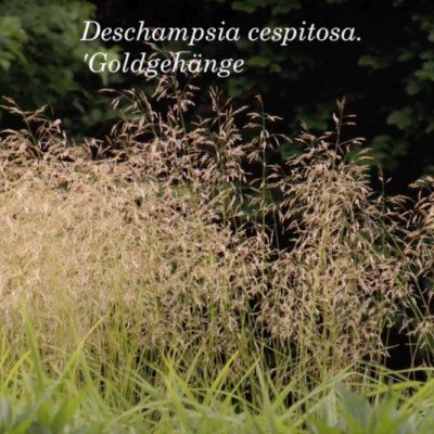 Deschampsia ces. 'Goldgehänge