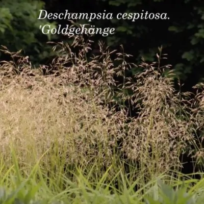 Deschampsia cm.100 ces....