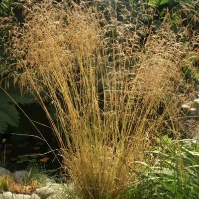 Deschampsia ces. 'Goldgehänge