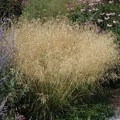 Deschampsia cm.90 Cespitosa...