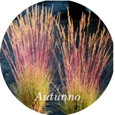 Festuca  cm.30 'Walberla'...