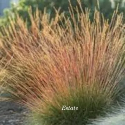 Festuca  'Walberla'