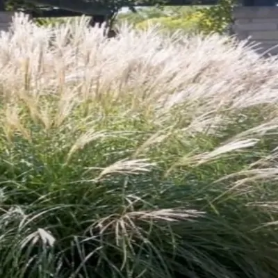 Misccanthus sinensis Adagio...