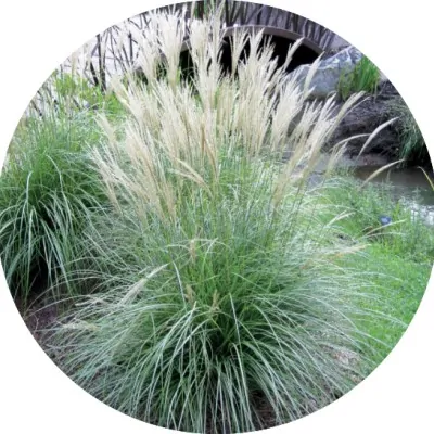 Misccanthus sinensis Adagio...