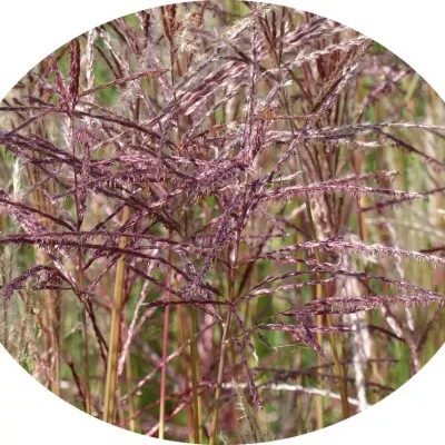 Miscanthus chinensis China...