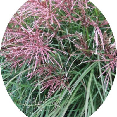 Miscanthus chinensis China v.9