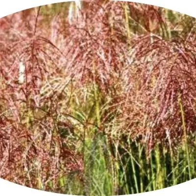 Miscanthus sinensis 'Pink...