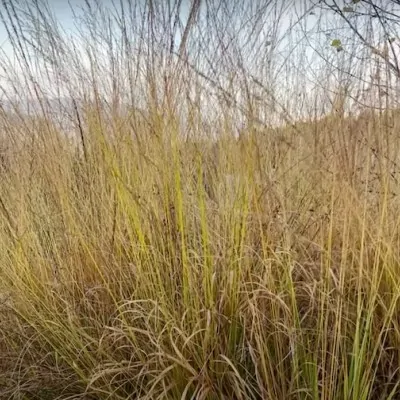 Molinia arundinacea 'Karl...