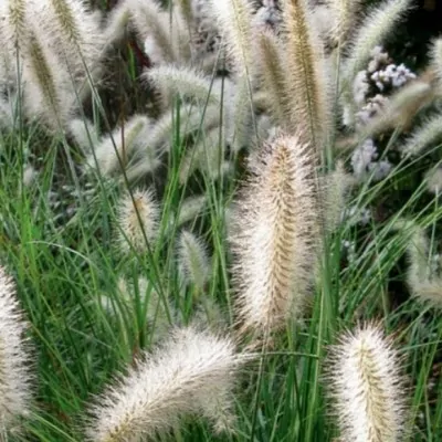 Pennisetum alopecuroides...