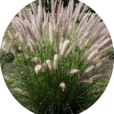 Pennisetum alopecuroides...