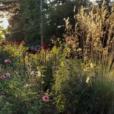 Stipa Gigantea v.9