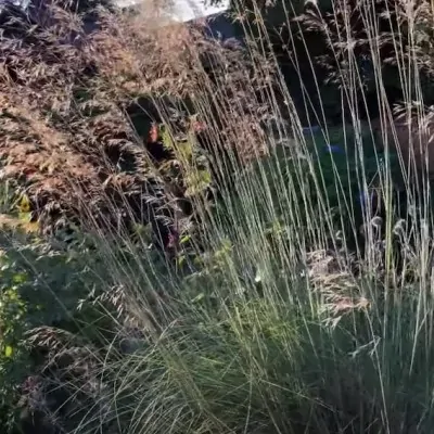 Stipa Gigantea v.9