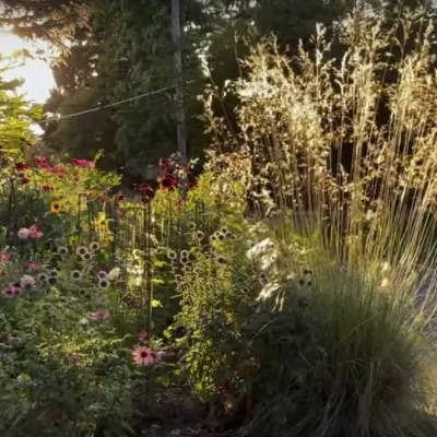 Stipa Gigantea vaso 18