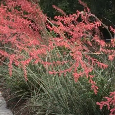 Hesperaloe Parviflora vaso 24