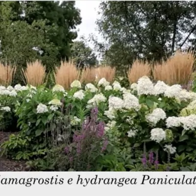 Calamagrostis cm. 150...