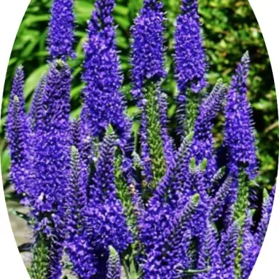 Veronica longifolia...