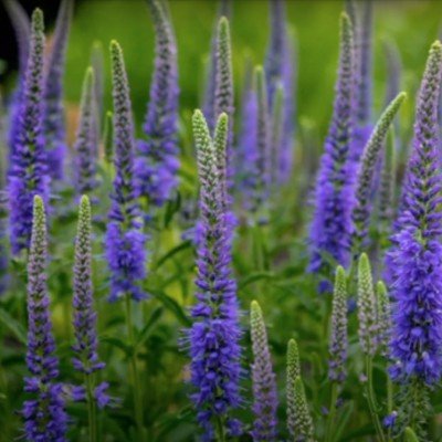 Veronica longifolia...