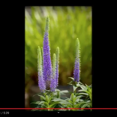 Veronica longifolia...