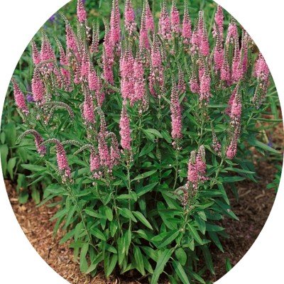 veronica spicata rosea vaso...