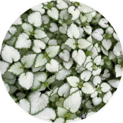 Lamium maculatum 'White...