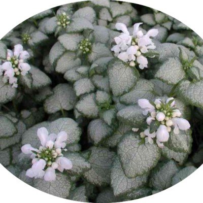 Lamium maculatum 'White...