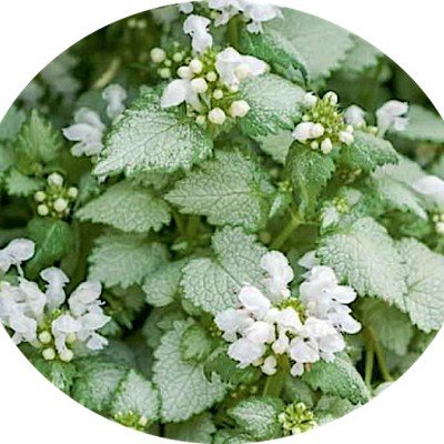 Lamium maculatum 'White Nancy'