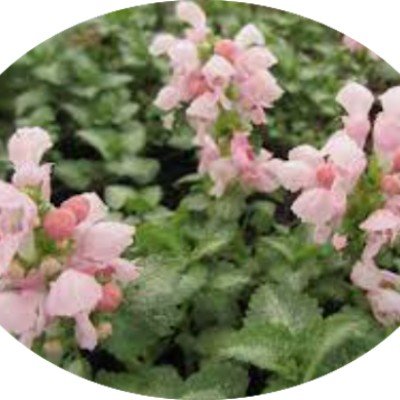 Lamium maculatum 'Pink Pewter