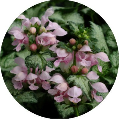 copy of Lamium maculatum...