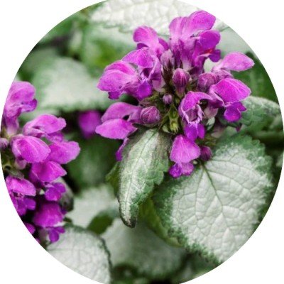 Lamium Maculatum 'Beacon...