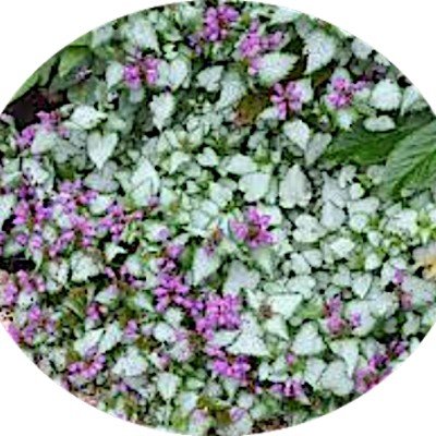 Lamium Maculatum 'Beacon...