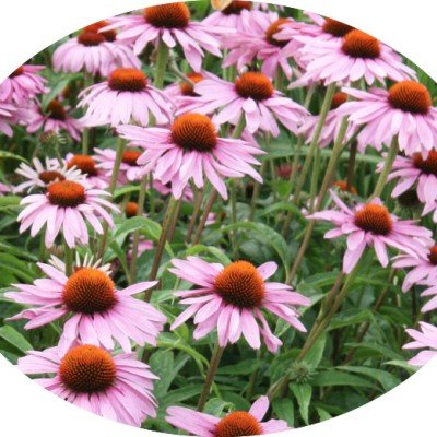 Echinacea purpurea Rose v.14