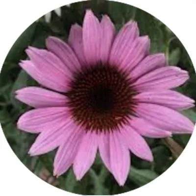 Echinacea purpurea Rose v.14