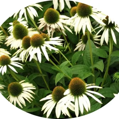 copy of Echinacea purpurea...