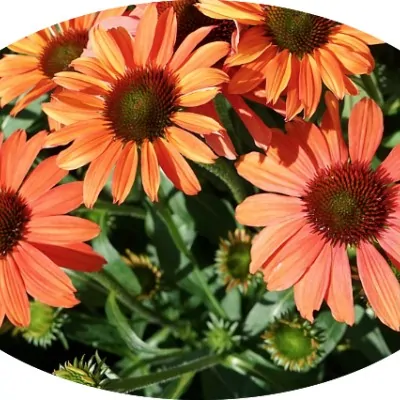 copy of Echinacea purpurea...