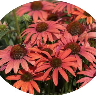 Echinacea  sensation coral...