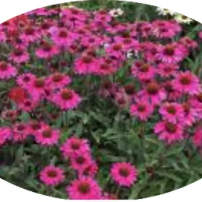 Echinacea  sensation Pink v.14