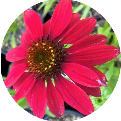 copy of Echinacea purpurea...