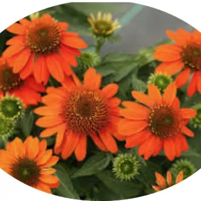 Echinacea  Sombrero Orange...