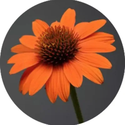 Echinacea  Sombrero Orange...