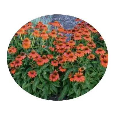 Echinacea  Sombrero Orange...