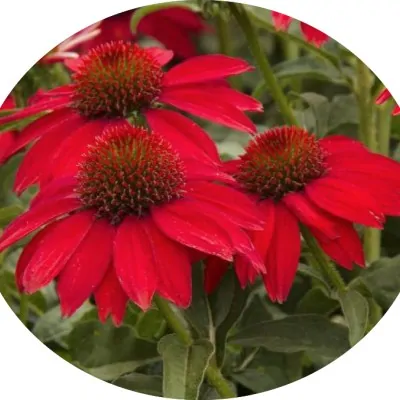 copy of Echinacea purpurea...