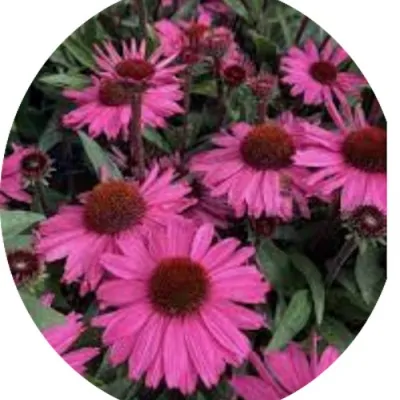 Echinacea Purpurea...