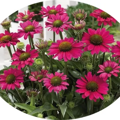 Echinacea Purpurea...